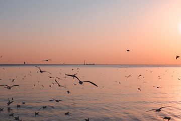 seagulls flying in the sky and sun