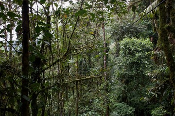 Flora and Fauna in the Ecuadorian subtropical rainforest