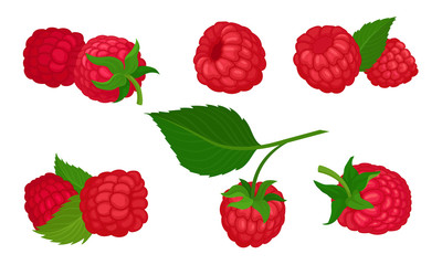 Sweet Raspberry with Leaf Isolated on White Background Vector Set