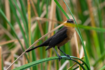 kingfisher on a branch