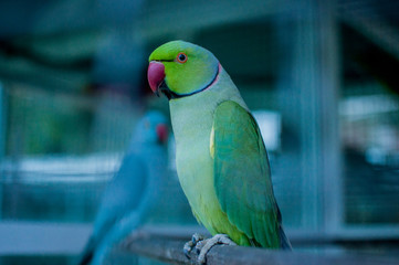 Beautiful male Alexandrine Parakeet (Psittacula eupatria)