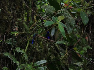 Flora and Fauna in the Ecuadorian subtropical rainforest