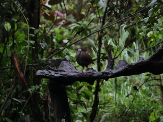 Flora and Fauna in the Ecuadorian subtropical rainforest