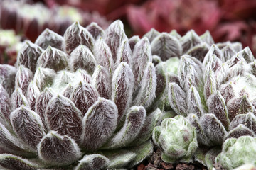 Behaarte Spinnweb Sempervivum - Hauswurz Pflanze im Steingarten Detail
