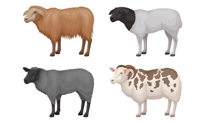 Farm Cattle with Hornes and Wooly Coat Vector Set