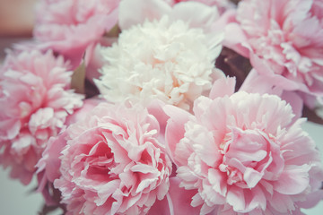 pink peonies in pastel colors close-up