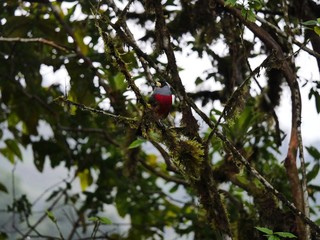 Fauna, flora and birds in the Ecuadorean subtropical rainforest