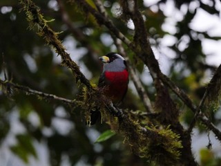 Fauna, flora and birds in the Ecuadorean subtropical rainforest