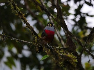 Toucan and birds in the Ecuadorean subtropical rainforest