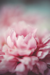 pink peonies in pastel colors close-up