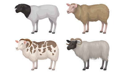 Farm Cattle with Hornes and Wooly Coat Vector Set