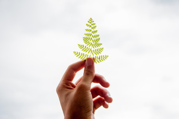 hand holding fern leaflet