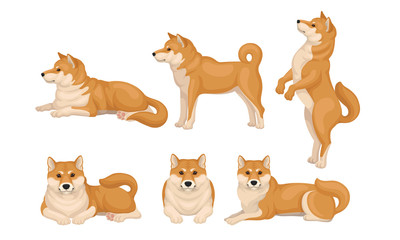 Akita Inu Dog Breed in Different Poses Vector Set