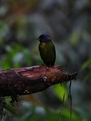 Fauna, flora and birds in the Ecuadorean subtropical rainforest