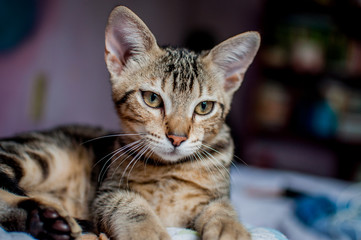 Bengal crossbreed cat