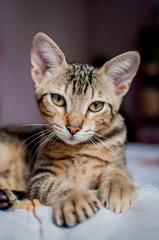 Naklejka na ściany i meble Bengal crossbreed cat