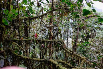Obraz premium Bromelia, flora and birds in the Ecuadorean subtropical rainforest