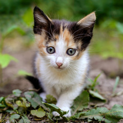 Naklejka na ściany i meble Small tricolor kitten in the garden