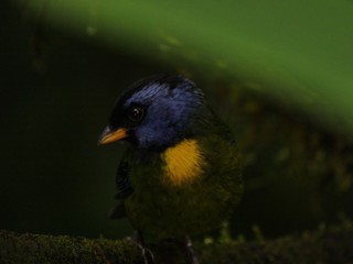 Subtropical rain forest in Ecuador