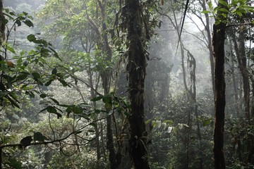 Subtropical rain forest in Ecuador