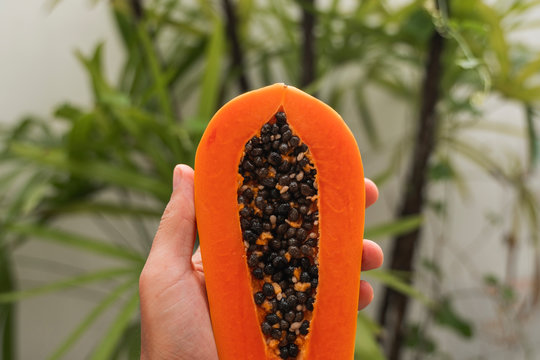 Male hand holding a half of ripe papaya with seeds with a green plants on background. Slices of sweet papaya. Halved papayas. Healthy exotic fruits. Vegetarian food.