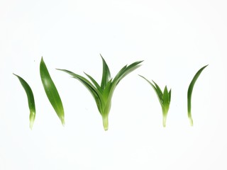 branch with green leaves isolated on white