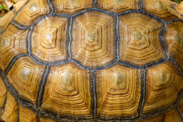 Close up Sulcata tortoise skin for animal skin