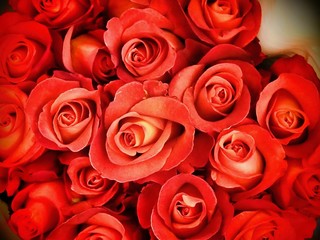 Rose plantation in Ecuador. Red Roses