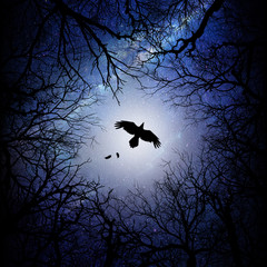 Raven flying over the forest field silhouette art