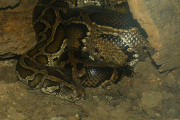 Head burmese python in body on stick tree at thailand