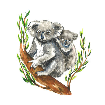 Koala with baby on eucalyptus tree trunk,  hand painted isolated watercolor illustration design element for invitation, card, print, posters