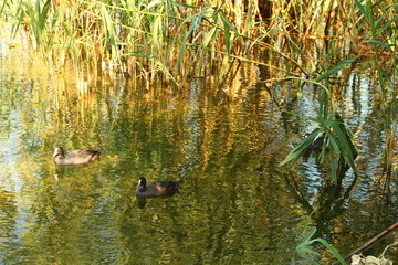 ducks in a pond