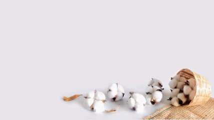 Gray background with cotton flower basket on the bottom corner of the frame.