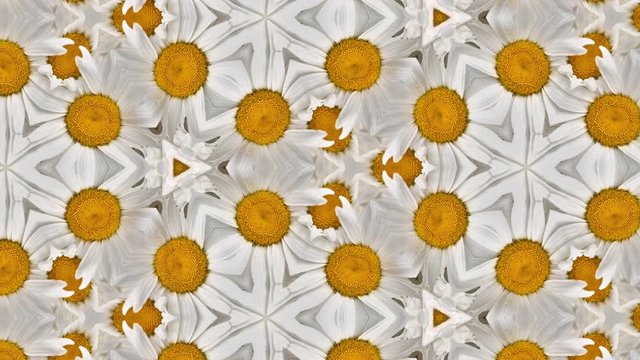 Kaleidoscope backdrop of gerbera flowers macro, bright white, yellow and orange colors 4K seamless loop. Natural floral background