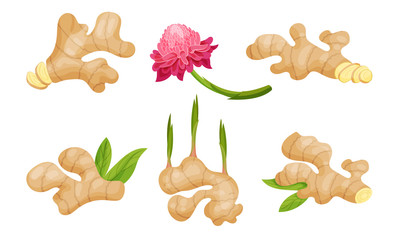 Fototapeta premium Ginger Roots and Flowers Isolated on White Background Vector Set