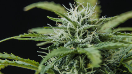 Macro close up of trichomes medical marijuana buds. Cannabis ready fo harvest.