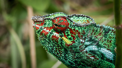 lizard on tree