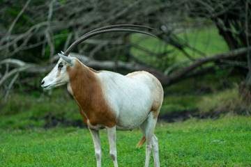 goat on pasture