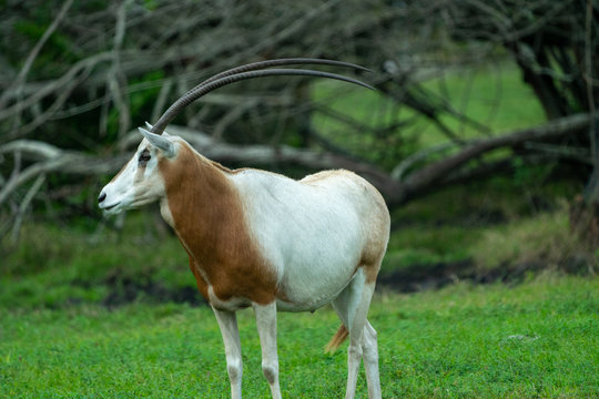 goat on pasture