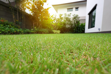 lawn landscaping with green grass turf in garden home