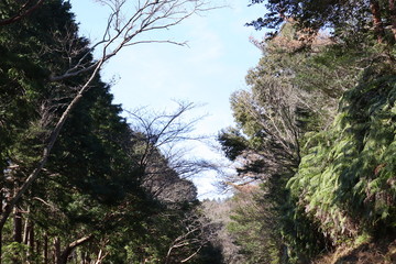 三重県　並木道　植物