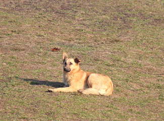 the dog lay down to rest on a hillside