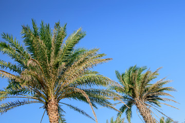 Obraz na płótnie Canvas Palm tree on blue sky background