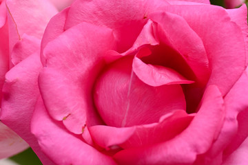 pink rose flower with wrinkle wilt petal, image used for skin care of beauty concept