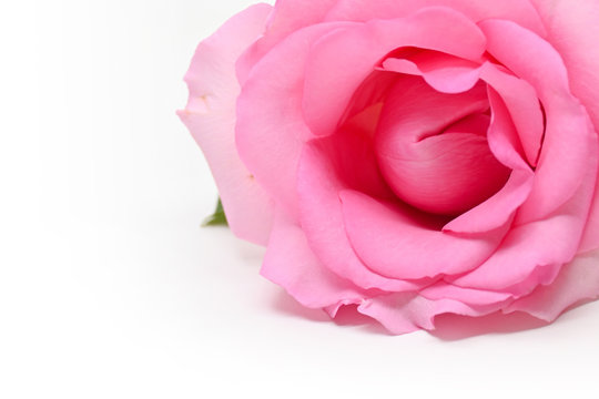 beautiful pink rose flower isolated on white background, concept image of couple sexual orgasm