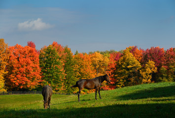 Two brown horses in a paddock with red maple trees in Caledon Ontario