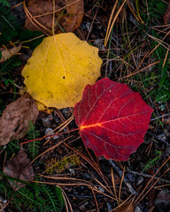 Autumn leaves on grass