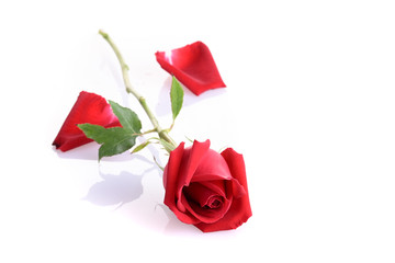 red rose flower isolated on white background