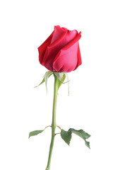 Fototapeta premium red rose flower isolated on white background