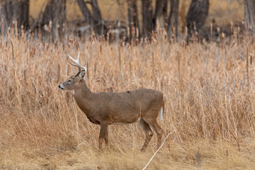 Naklejka na ściany i meble Whitetail Deer Buck in Colorado in Fall